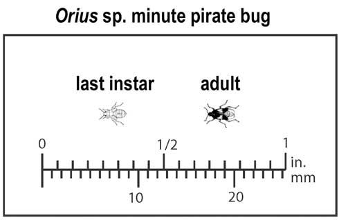 Appearance and relative size of the last instar and adult of a minute pirate bug, <i>Orius</i> sp.