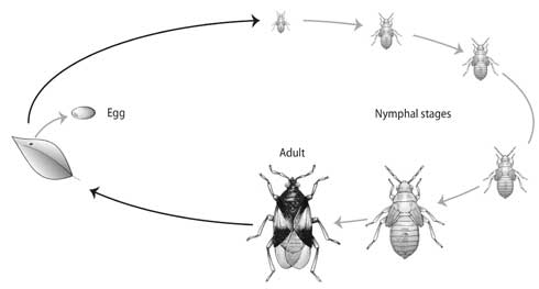 Insects with incomplete metamorphosis develop through three life stages: egg, nymph, and adult. Nymphs resemble adults, except for coloration, size, and the lack of wings. This minute pirate bug (<i>Orius</i> sp.) is a beneficial predator of aphids, psyllids, thrips, mites, and insect eggs.