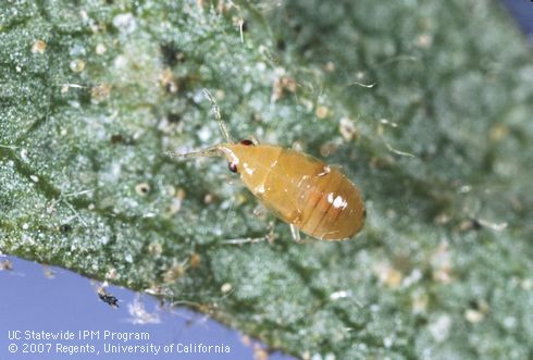 Nymph of minute pirate bug, Orius tristicolor.