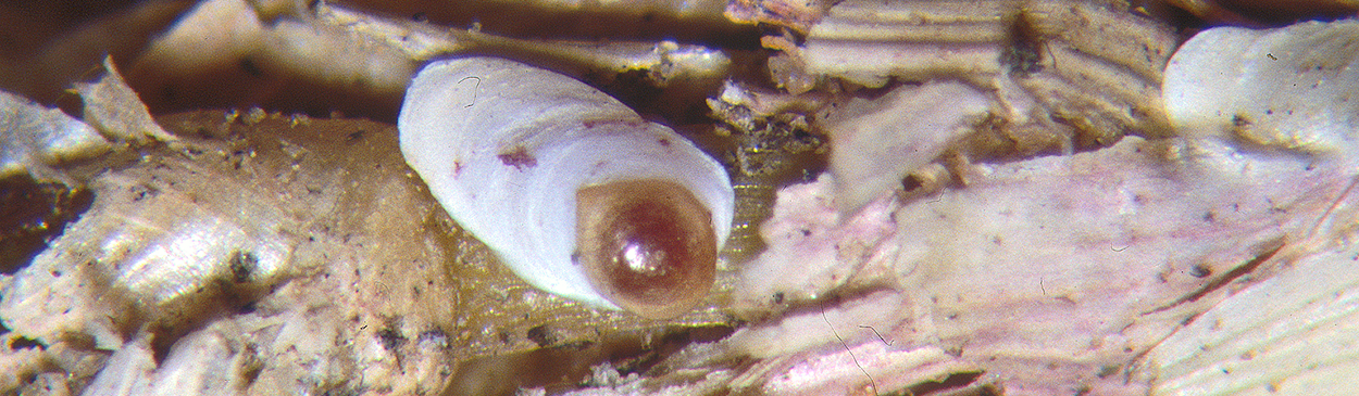 Bermudagrass scale, Odonaspis ruthae.