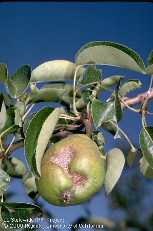 Crop damaged by speckled green fruitworm.