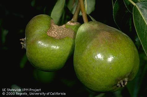 Pear fruit damaged by feeding of larvae of speckled green fruitworm, <i>Orthosia hibisci</i>, when the fruit was very young.