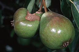 Pear fruit damaged by feeding of a green fruitworm when the fruit was very young.