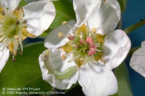 Larva of speckled green fruitworm.