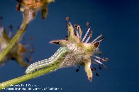 Larva of speckled green fruitworm.