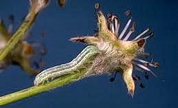 Larva of speckled green fruitworm.