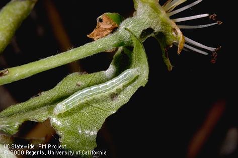 Larva of speckled green fruitworm.