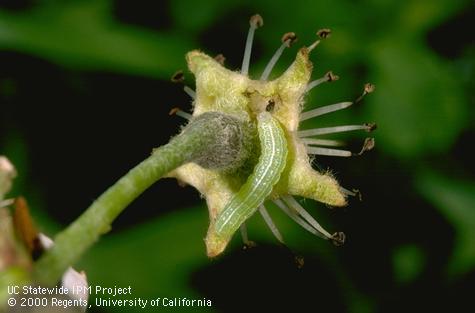 Larva of speckled green fruitworm.