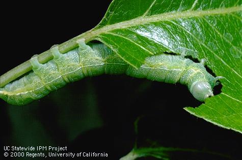 Larva of speckled green fruitworm, <i>Orthosia hibisci</i>, chewing and feeding on leaf.