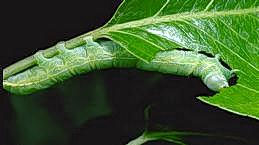 Green fruitworm larva