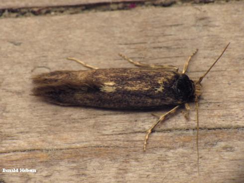 Adult Opogona crown borer, <i>Opogona omoscopa</i>.