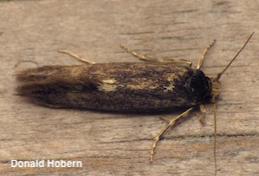 Adult Opogona crown borer.