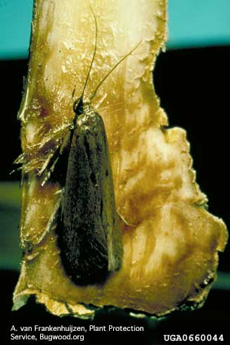 Adult banana moth, <i>Opogona sacchari</i>.