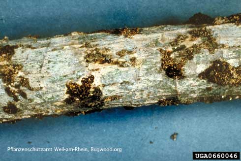 Reddish brown frass (excrement) of larvae of banana moth, <i>Opogona sacchari</i>, that feed on a root.