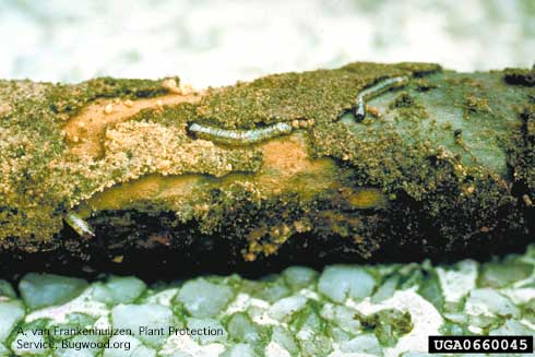 Larvae of banana moth, <i>Opogona sacchari</i>, chewing and feeding in the cortex layer of a root.