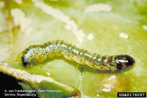 Larva of banana moth, <i>Opogona sacchari</i>.