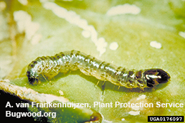 Larva of banana moth.