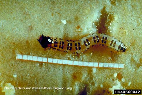 Larva of banana moth, <i>Opogona sacchari</i>.