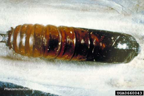 Pupa of banana moth, <i>Opogona sacchari</i>.