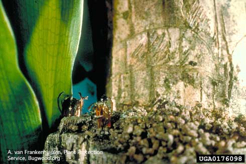 Pupal cases of banana moth, <i>Opogona sacchari</i> (lower left) partly protruding from the entrances of tunnels where they fed as larvae.