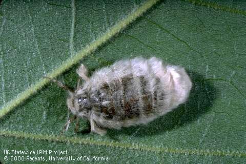 Adult female western tussock moth, <i>Orgyia vetusta.</i>.