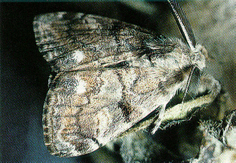 Adult male western tussock moth.