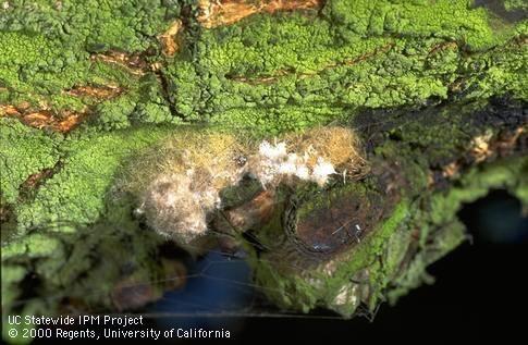 Western tussock moth, <i>Orgyia vetusta,</i> egg mass.