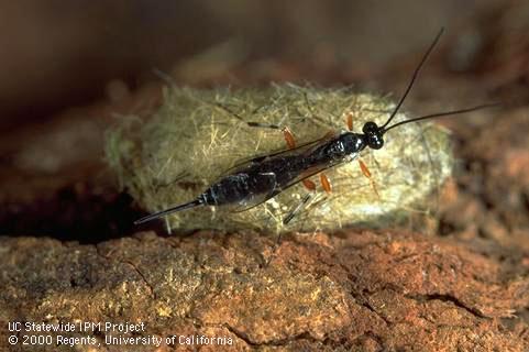 Adult parasite of western tussock moth.