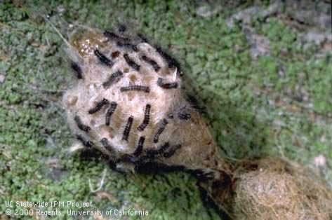 Larva of western tussock moth.