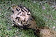 Wester tussock moth larvae