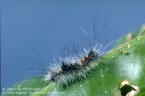 Larva of western tussock moth.