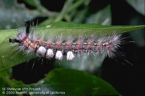 Western tussock moth, <i>Orgyia vetusta,</i> larva.