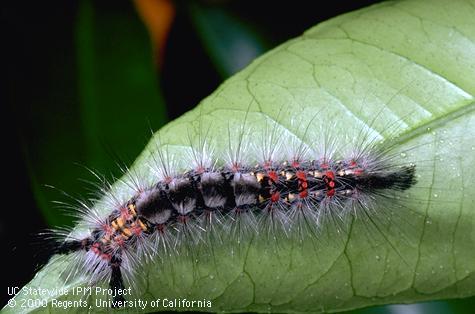 Larva of western tussock moth.