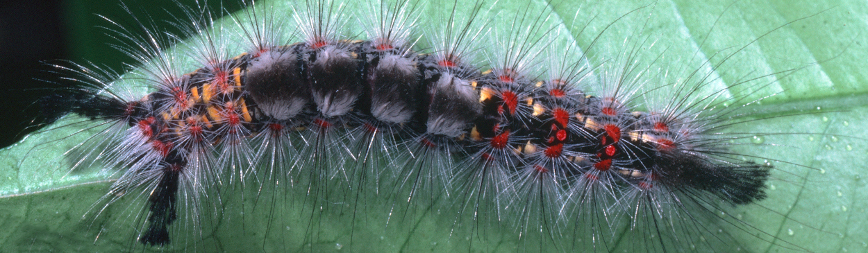 Western tussock moth larva.