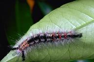 Western tussock moth larva.