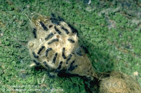 Young (first-instar) larvae of western tussock moth, <i>Orgyia vetusta,</i> emerging from an egg case.