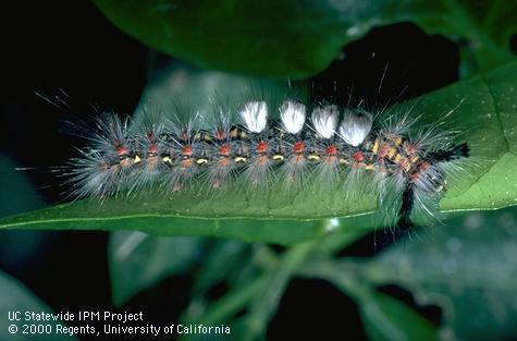 Larva of western tussock moth.