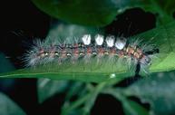 Western tussock moth.