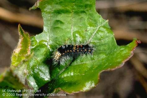 Larva of western tussock moth.