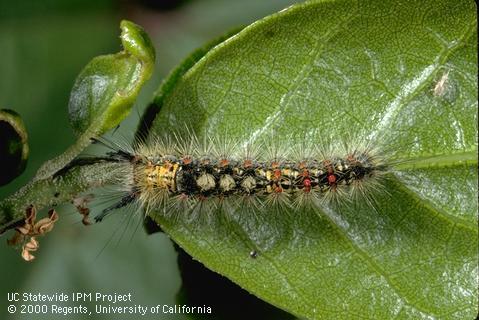 Larva of western tussock moth.