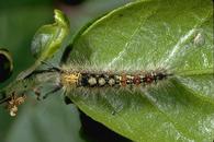 Tussock moth larva