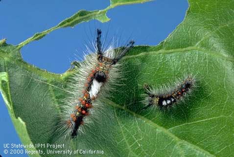 Western tussock moth, <i>Orgyia vetusta,</i> larvae.