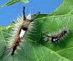 Western tussock moth