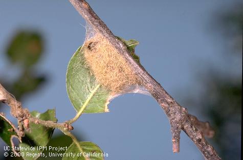 Western tussock moth, <i>Orgyia vetusta,</i> pupal cocoon.