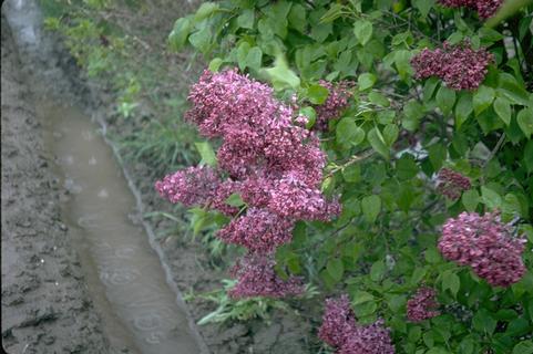 Flowering Syringa plants.