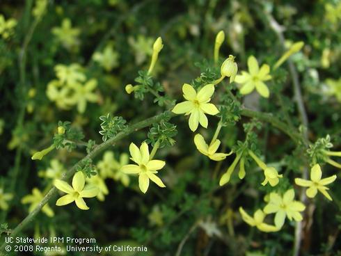 Yellow flowers and leaves of dwarf jasmine, <I>Jasminum parkeri</I>.