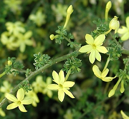 Flowers of dwarf jasmine