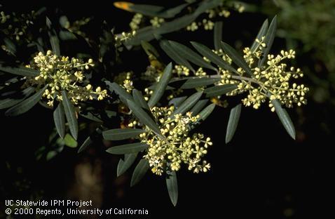 Olive leaves and flower buds.