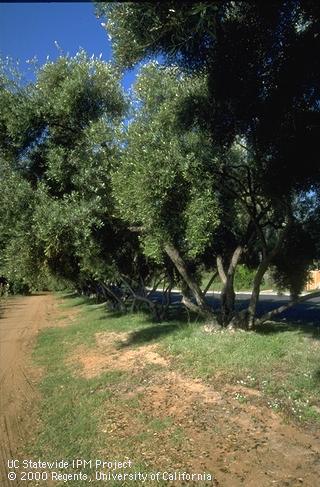 Ornamental olive trees.