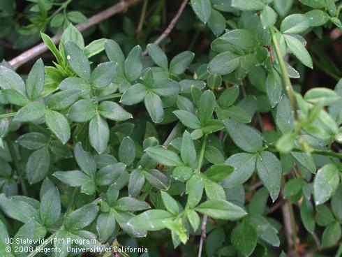 Leaves of winter jasmine, <I>Jasminum nudiflorum</I>.